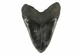 Bargain, Fossil Megalodon Tooth - South Carolina #122245-2